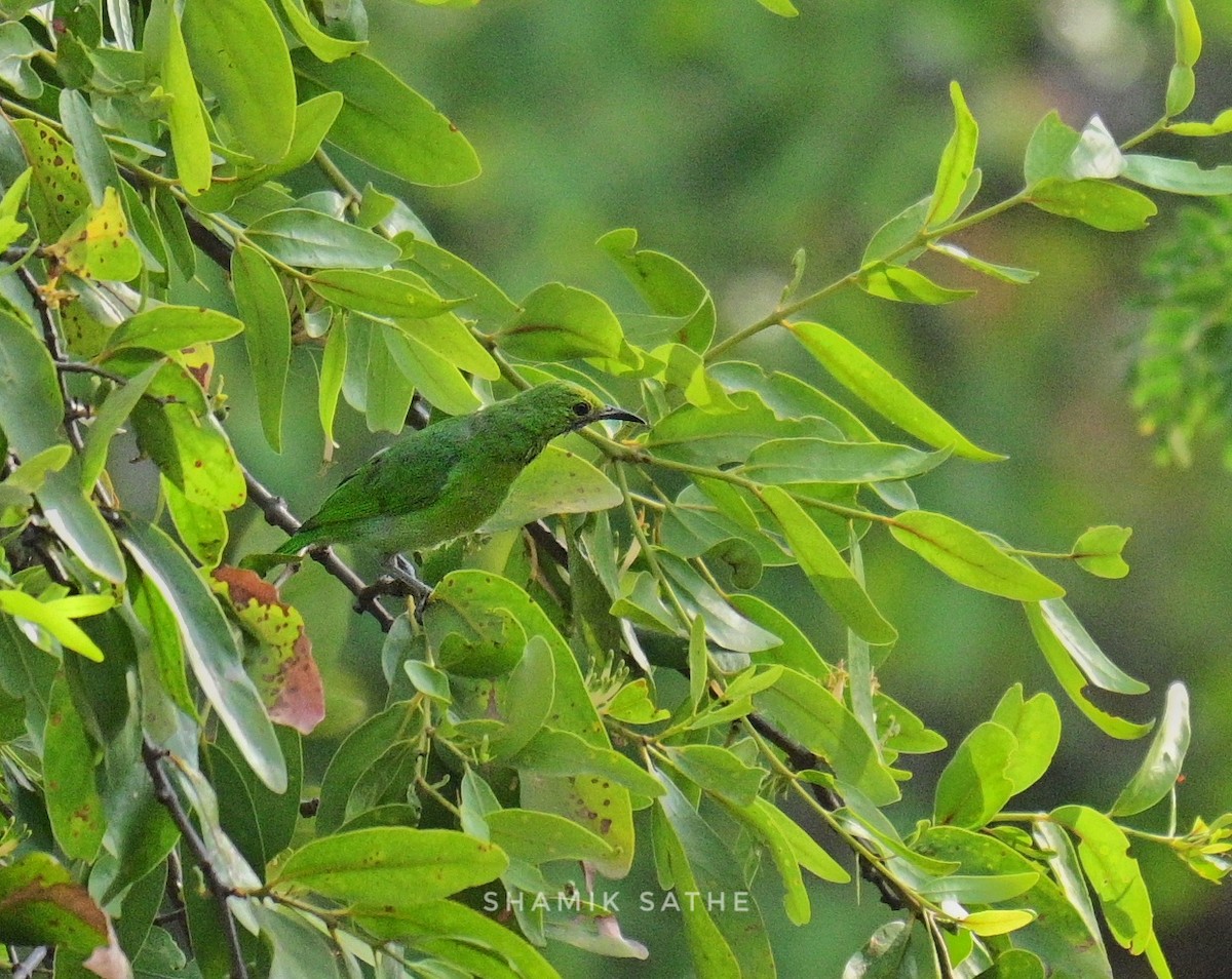 Golden-fronted Leafbird - ML616923709