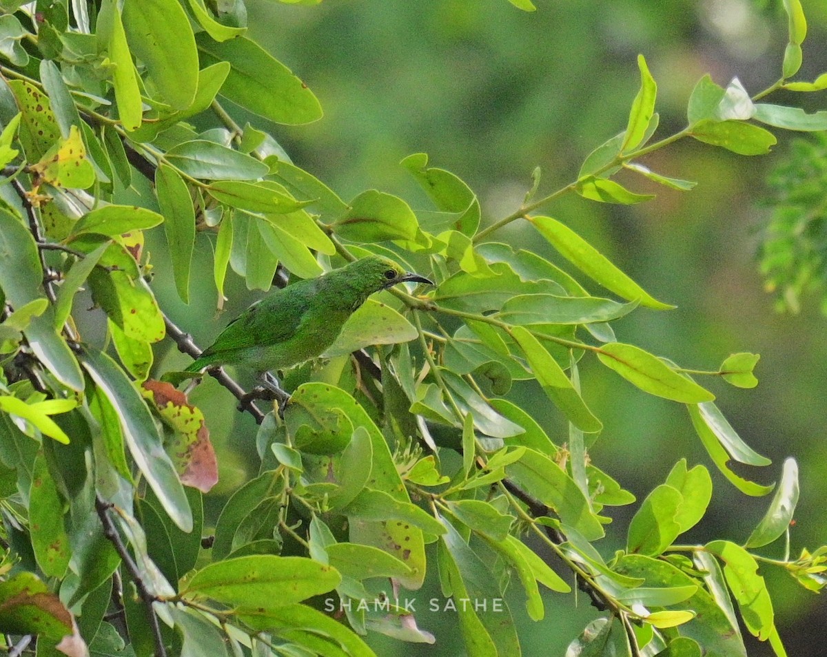 Verdin à front d'or - ML616923709