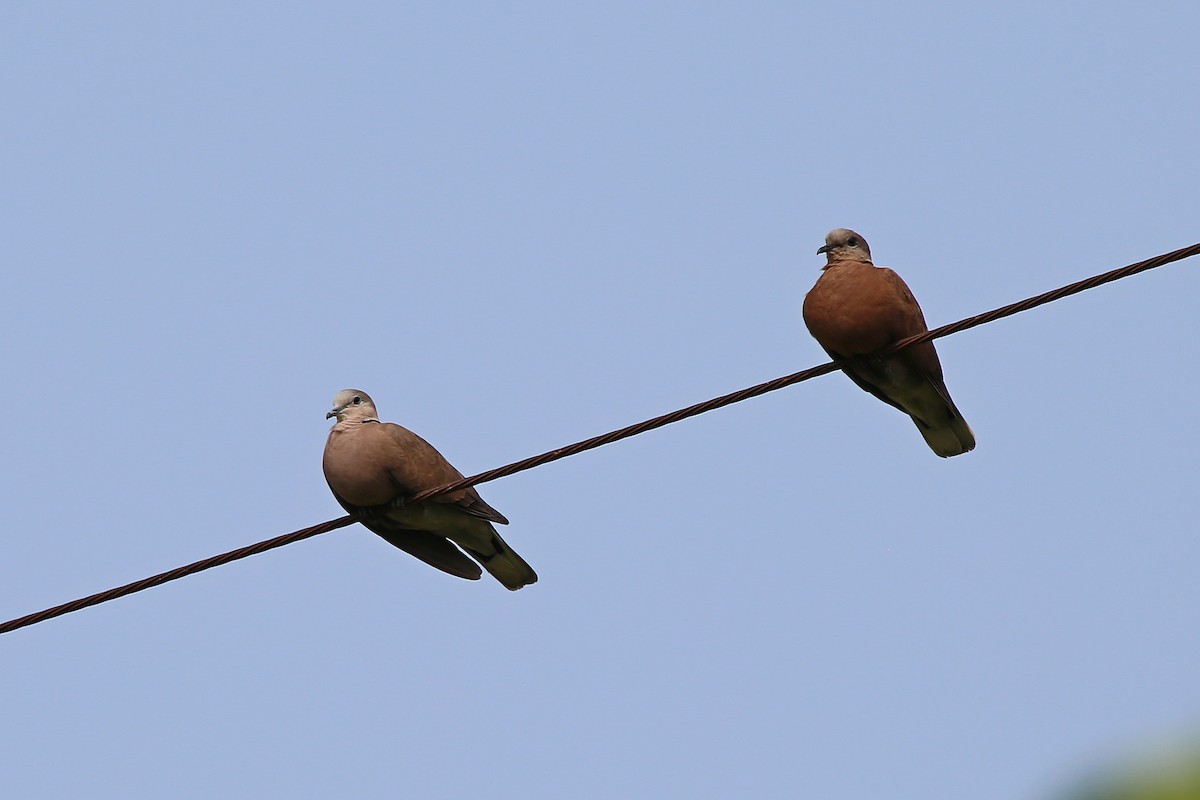 Red Collared-Dove - ML616923716