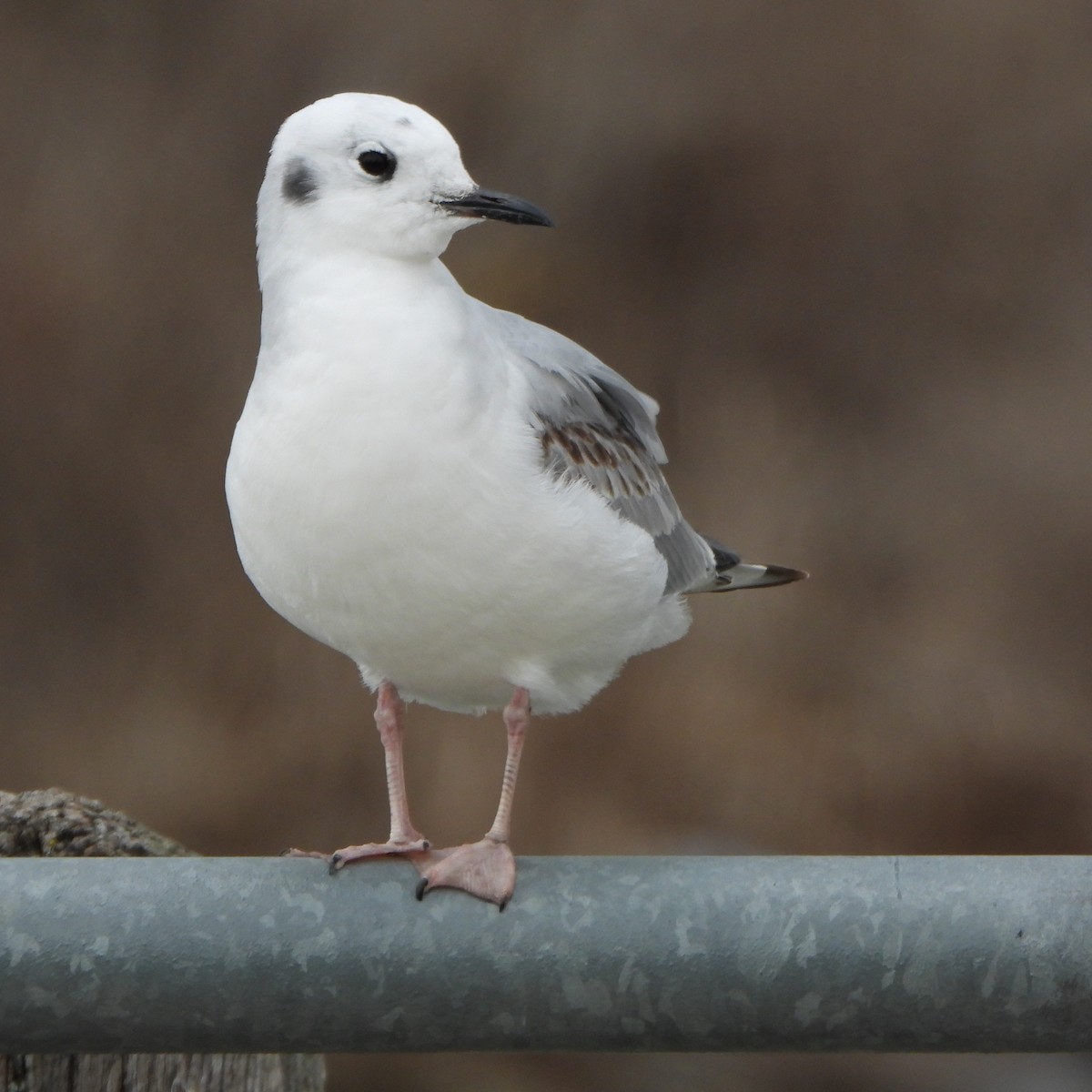 Mouette de Bonaparte - ML616923738