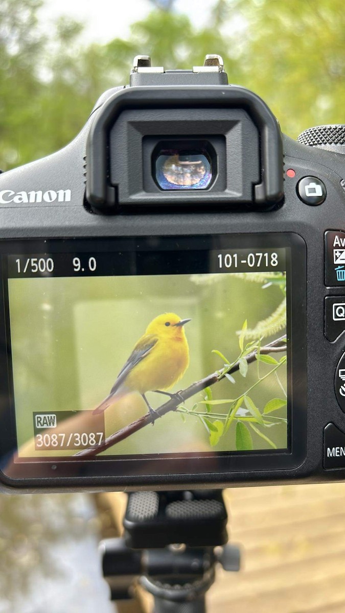 Prothonotary Warbler - ML616923751