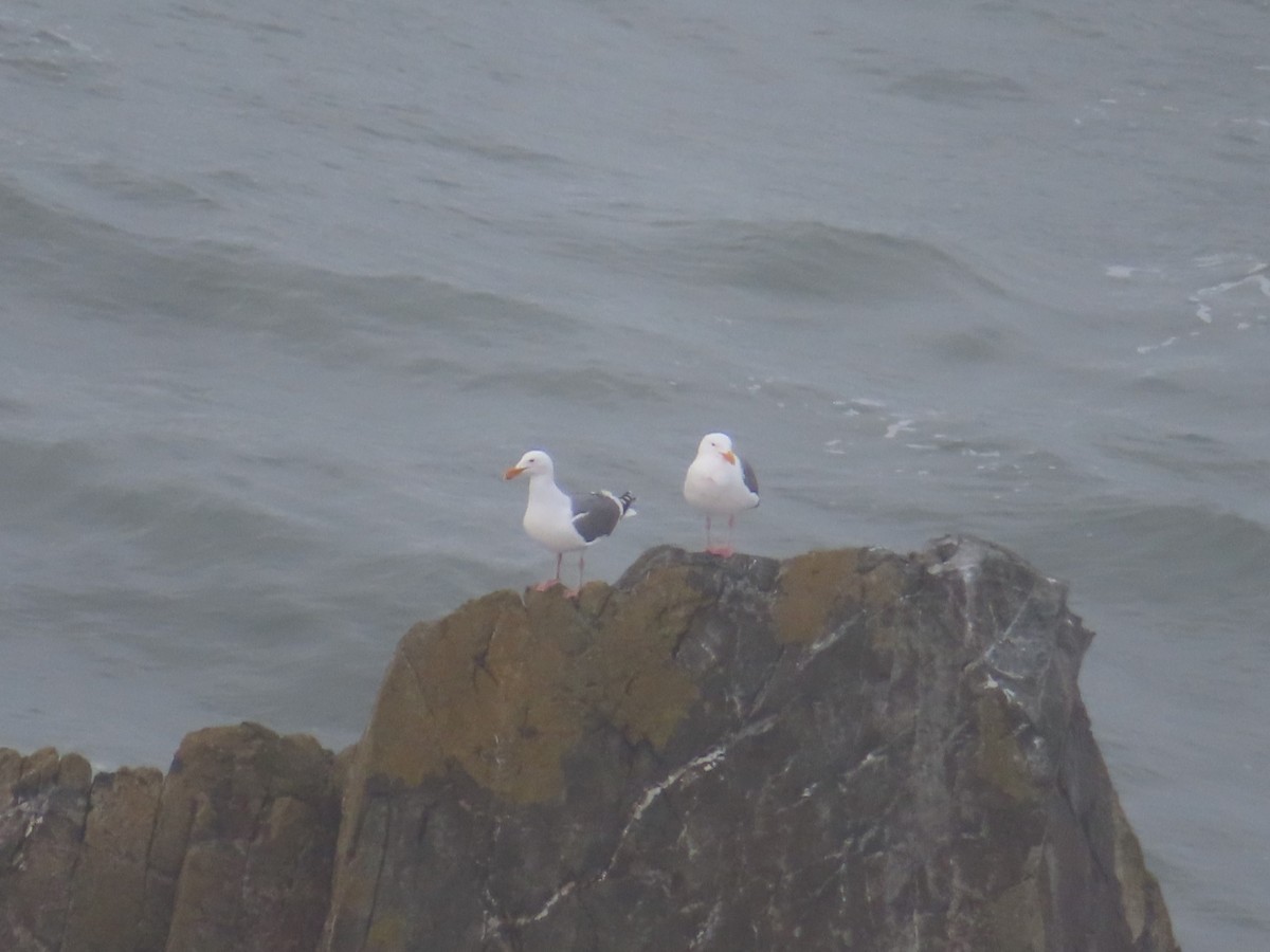 Western Gull - Karen Richardson