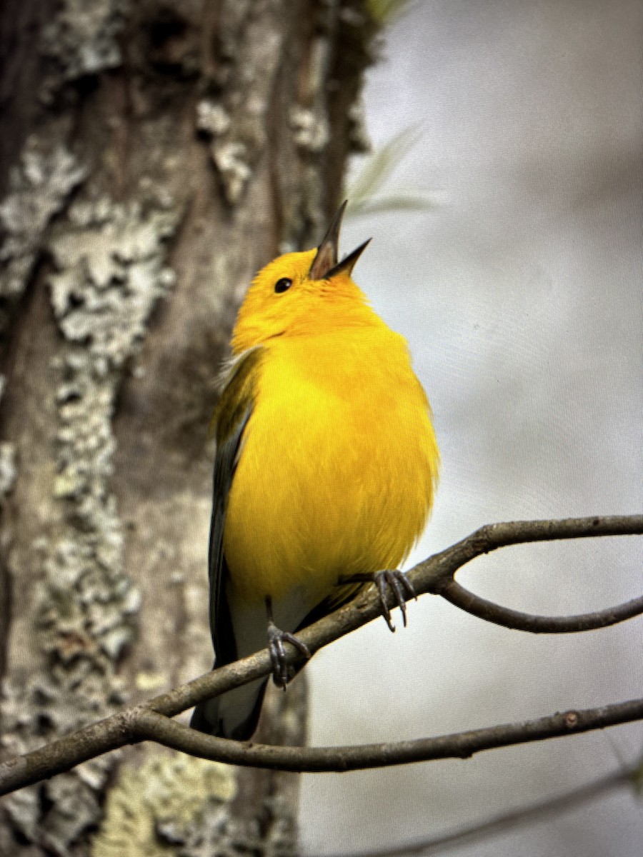 Prothonotary Warbler - ML616923754