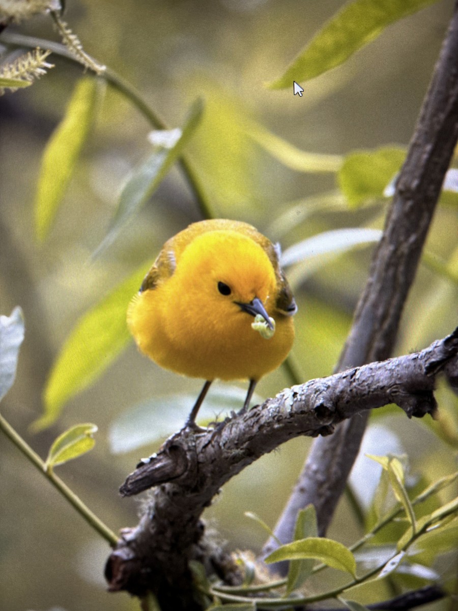 Prothonotary Warbler - ML616923755