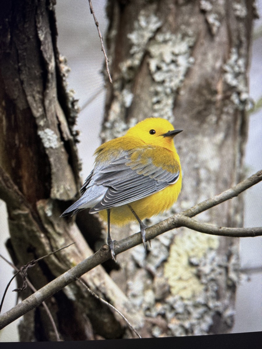 Prothonotary Warbler - ML616923756