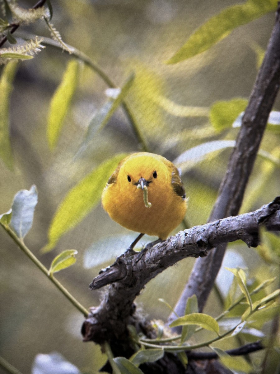 Prothonotary Warbler - Jessica Sebastian