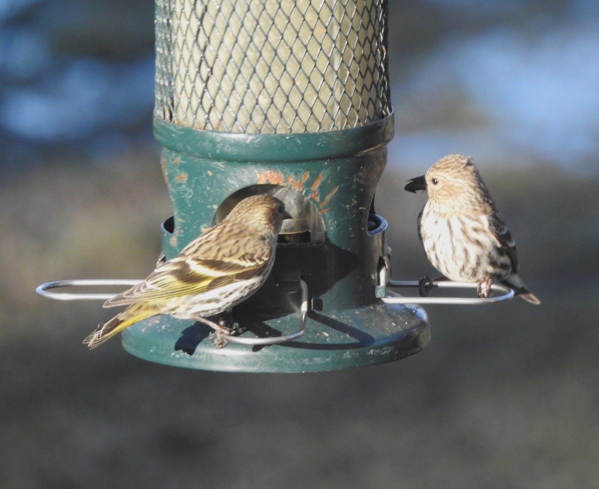 Pine Siskin - ML616923763