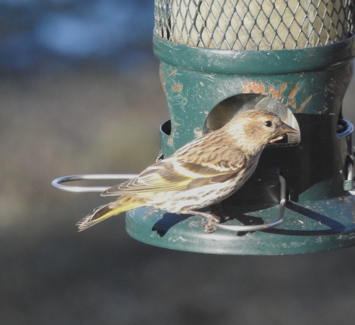 Pine Siskin - ML616923770