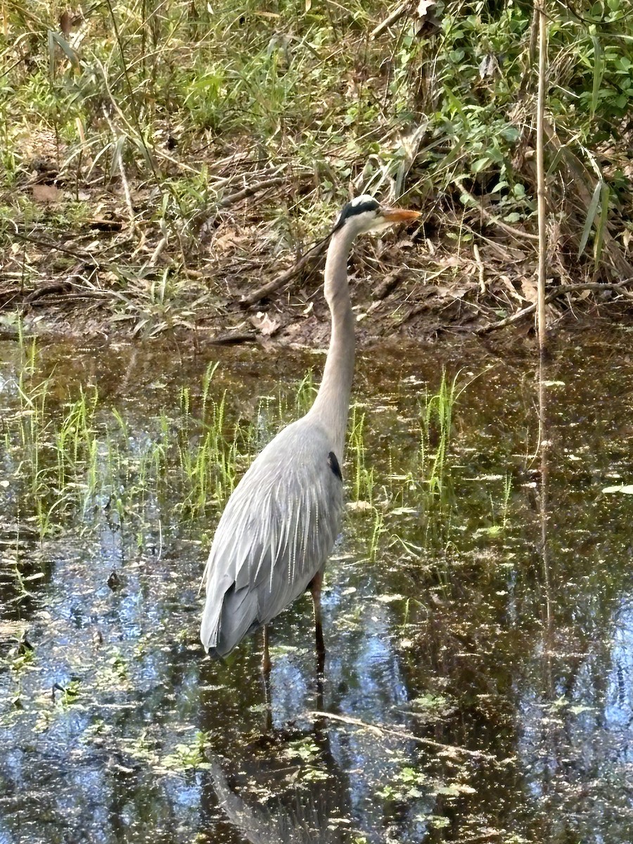 Great Blue Heron - ML616923779