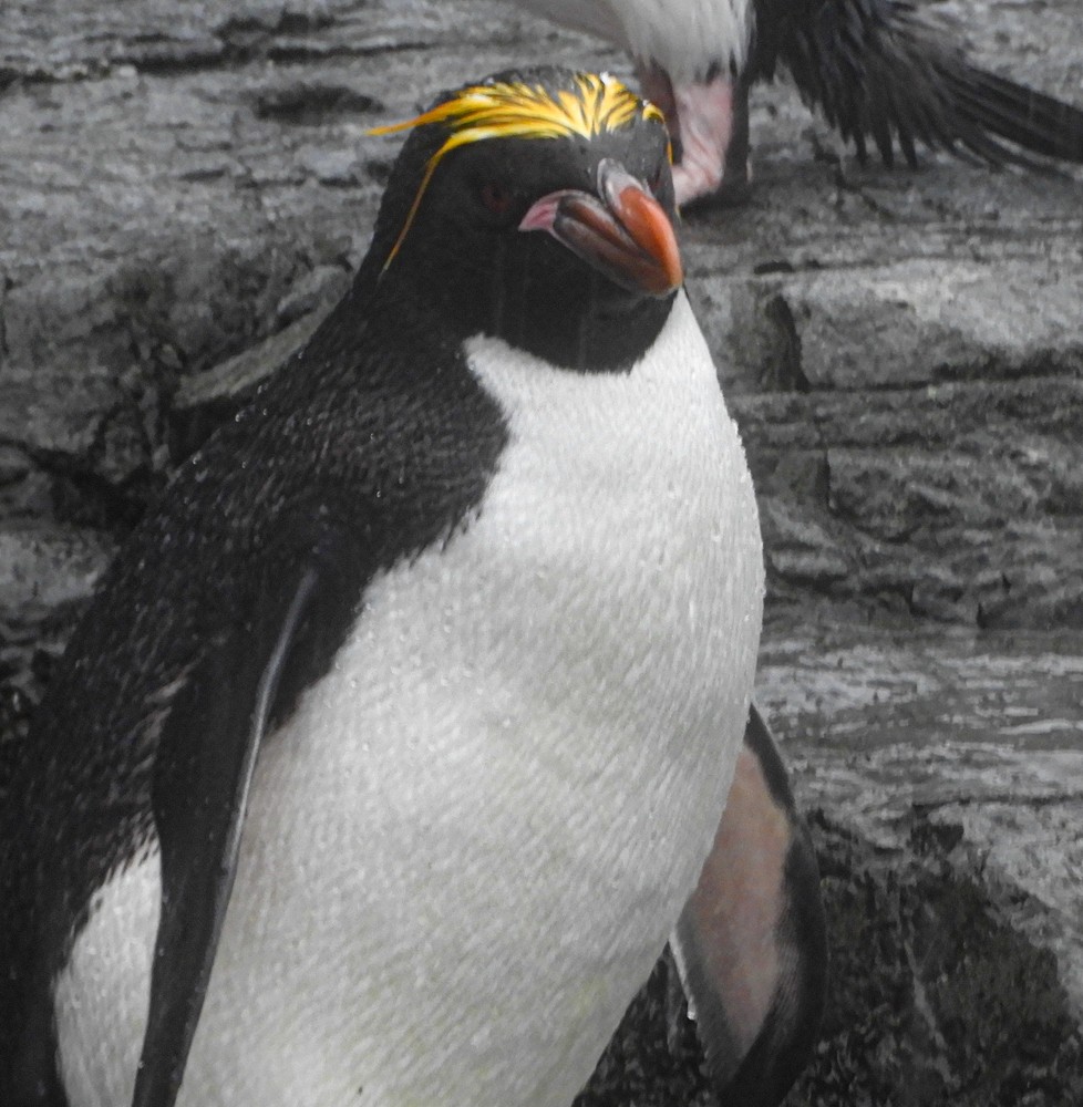 Златохохлый пингвин - ML616923829