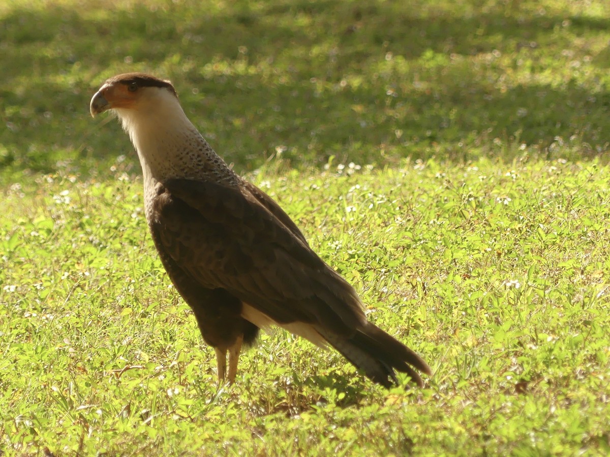 Crested Caracara - Nedra  Sekera