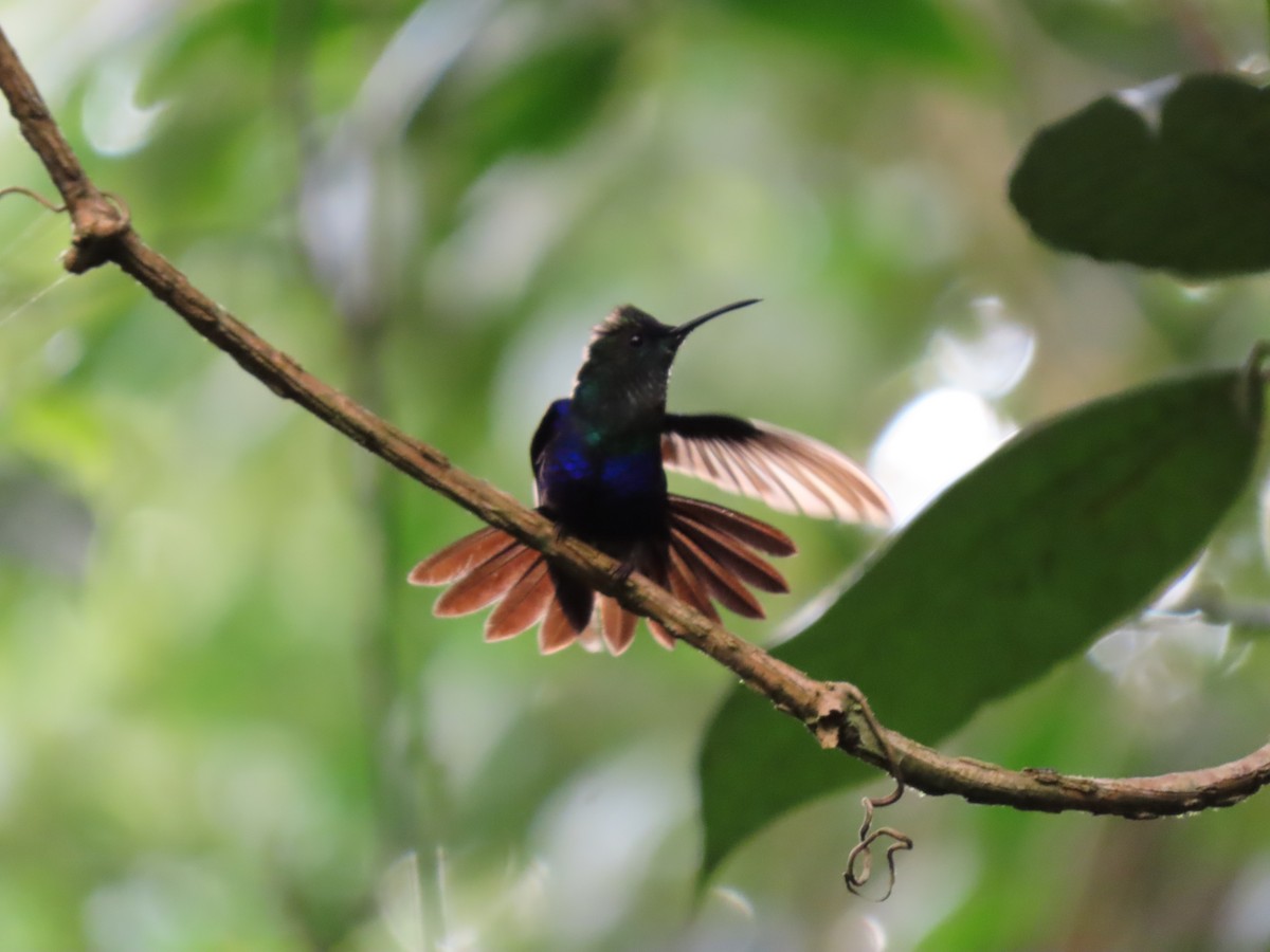 kolibřík vidloocasý - ML616923898