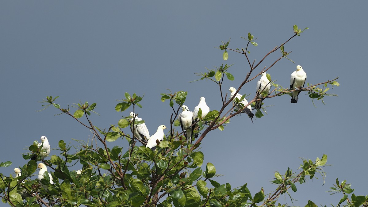 Pied Imperial-Pigeon - ML616923930