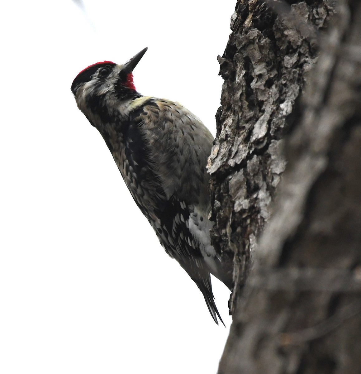 Yellow-bellied Sapsucker - ML616923944