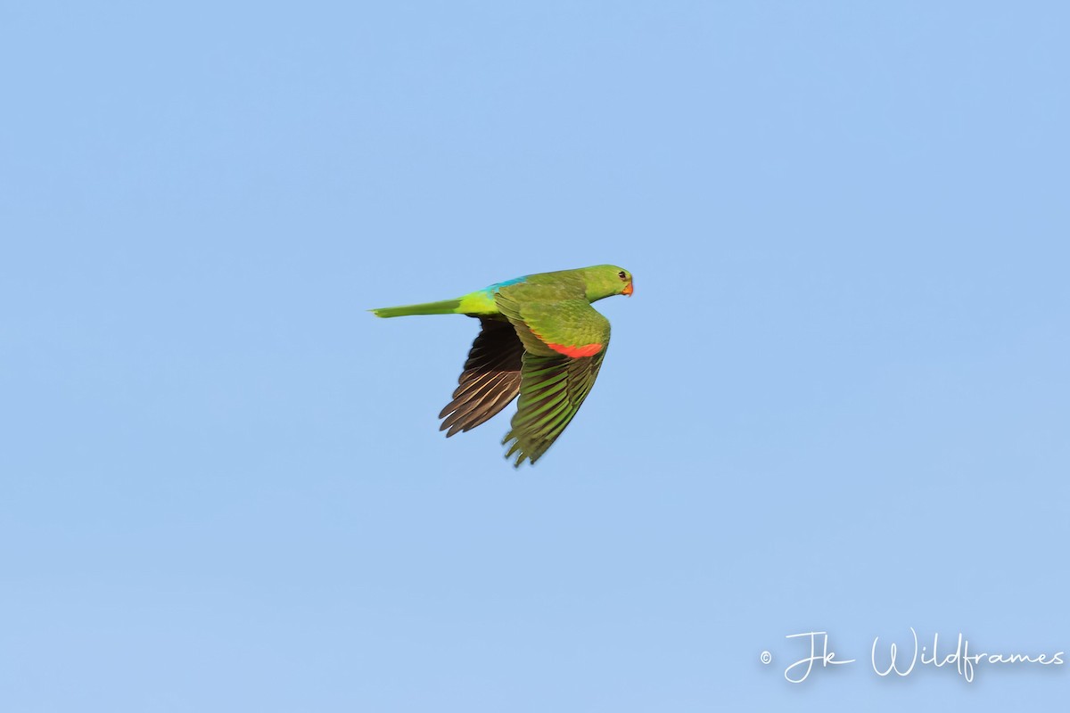Red-winged Parrot - ML616923947