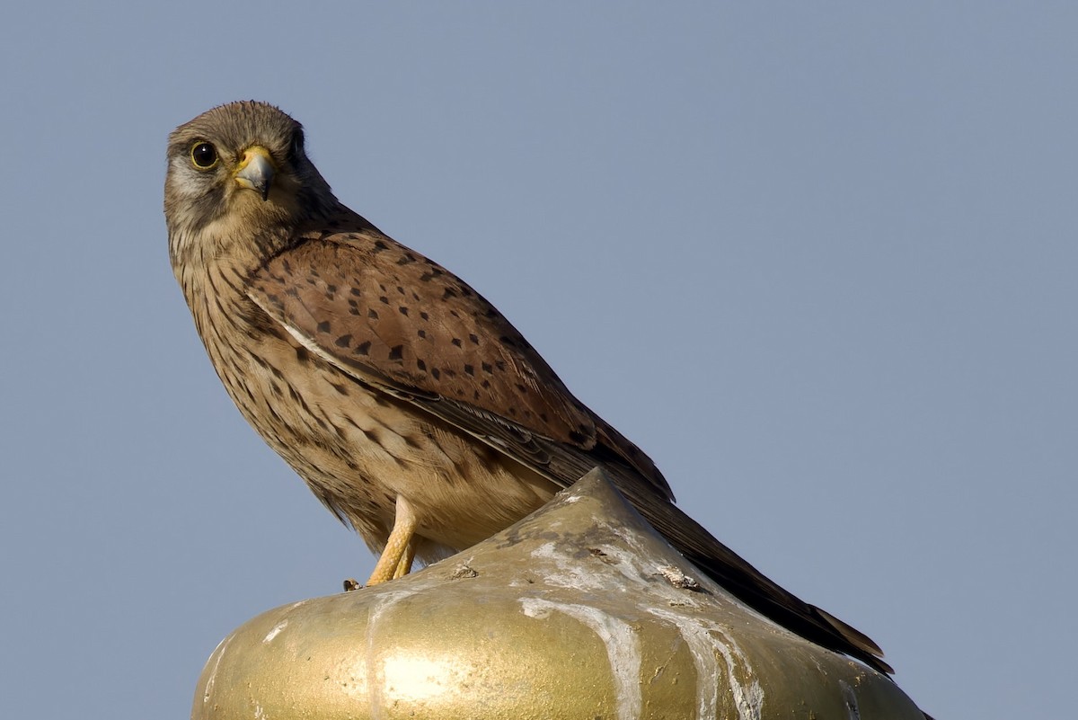 Eurasian Kestrel - ML616923951