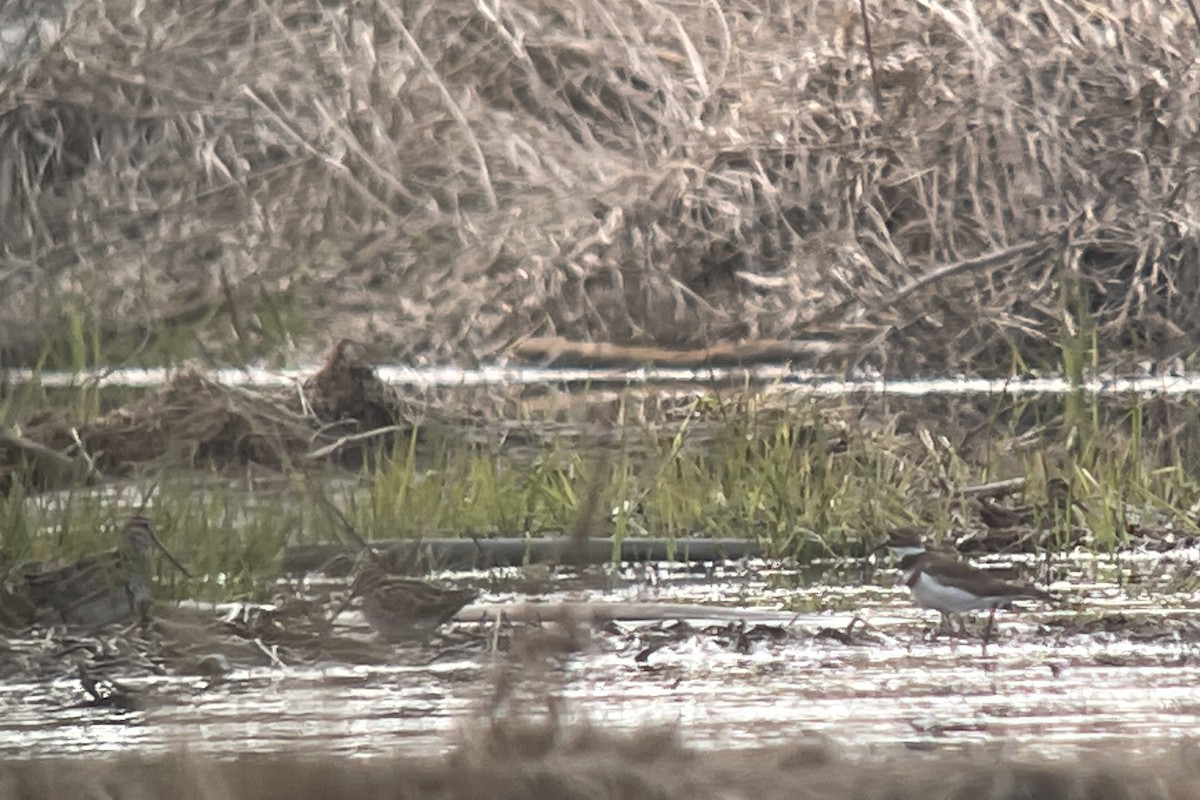 Wilson's Snipe - ML616923952