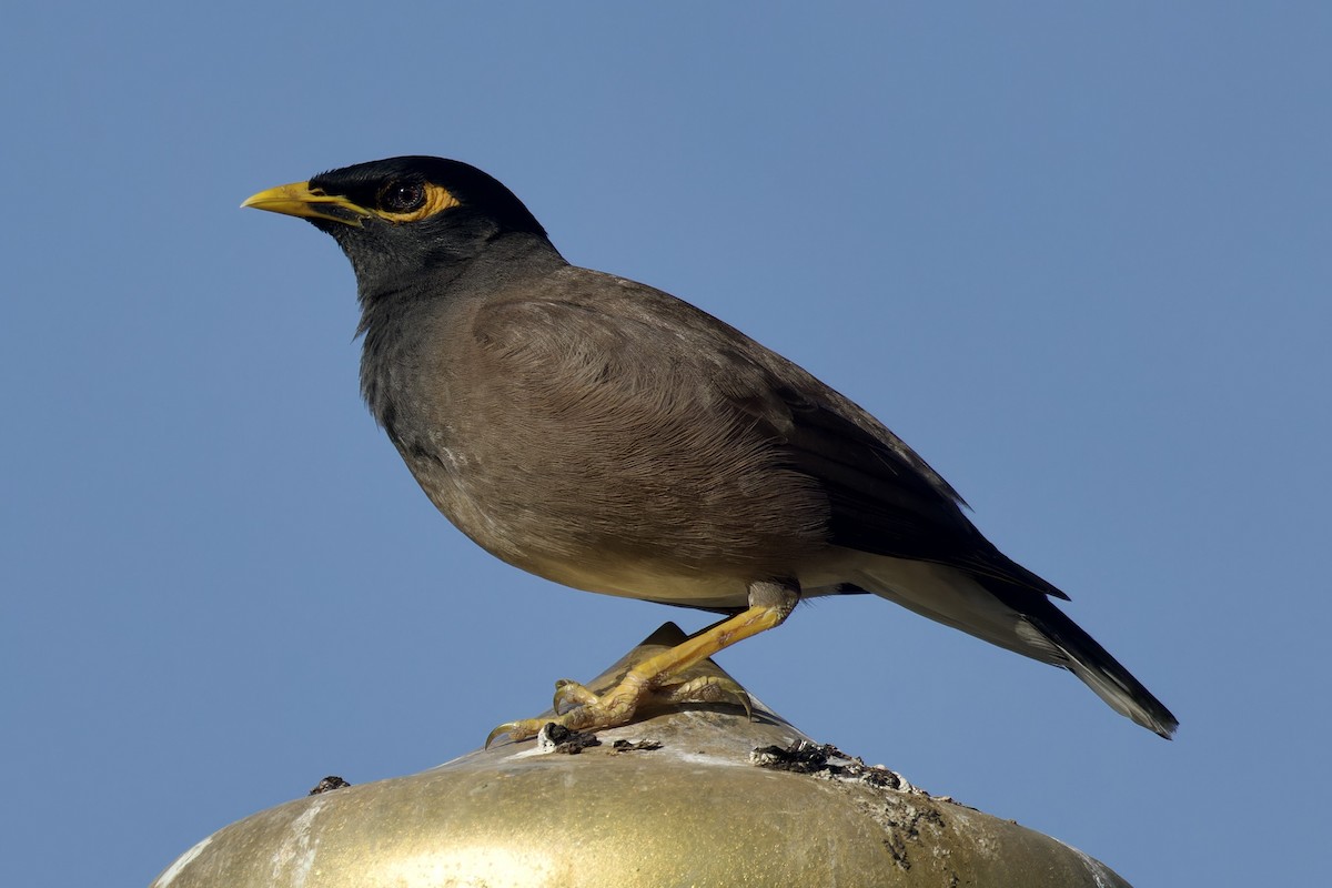 Common Myna - ML616923954