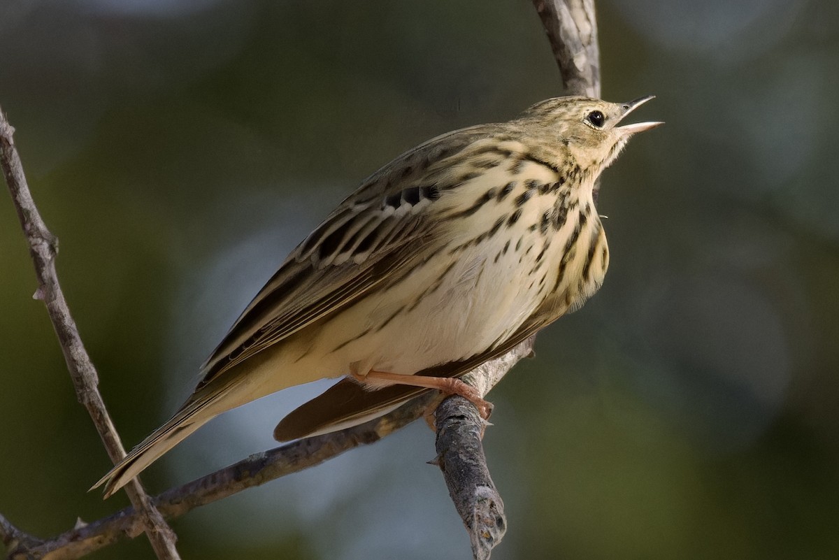 Tree Pipit - ML616923984