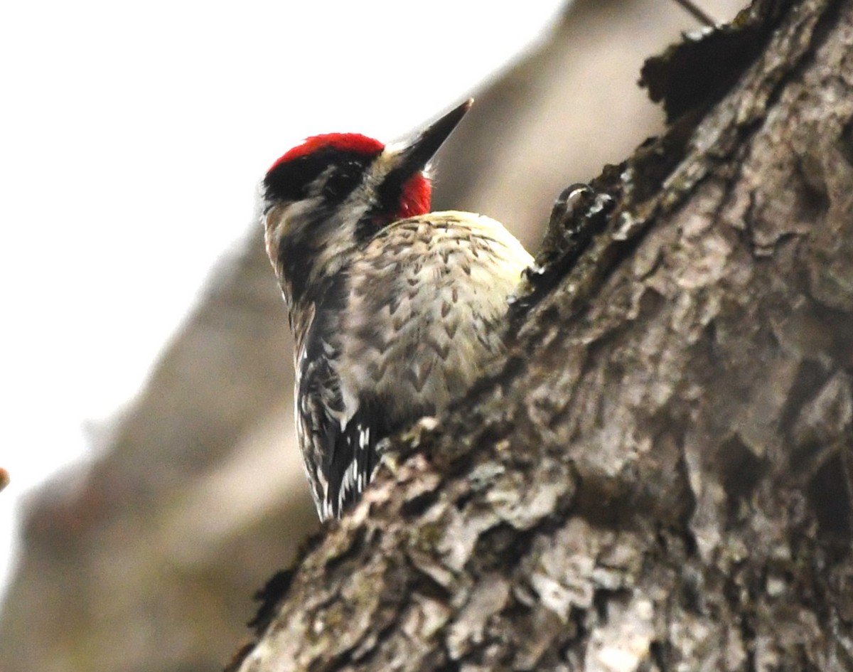 Yellow-bellied Sapsucker - ML616923990