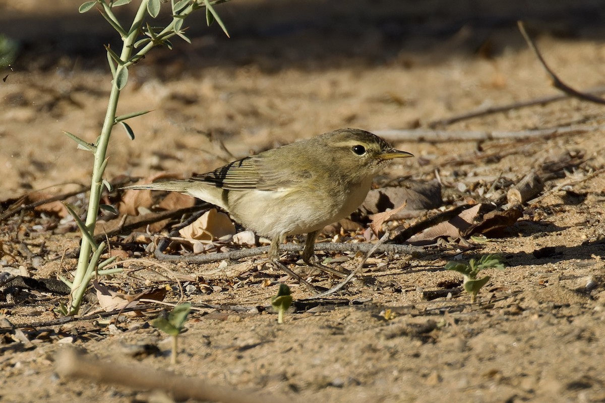 Mosquitero Común - ML616923992