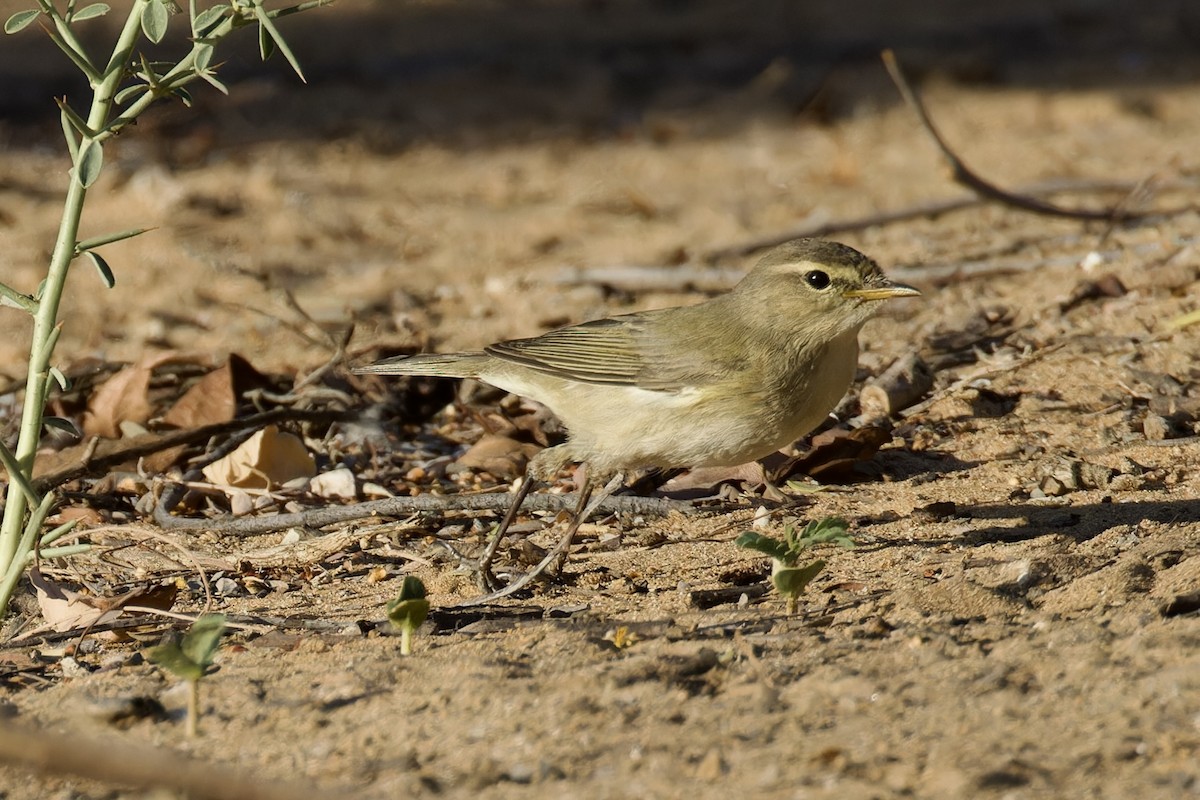 Mosquitero Común - ML616923993