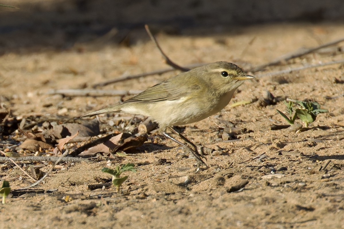 Common Chiffchaff - ML616923994