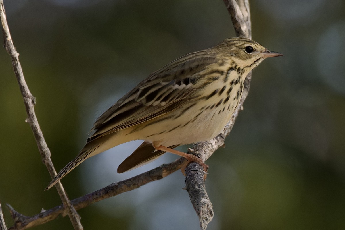 Tree Pipit - ML616924009