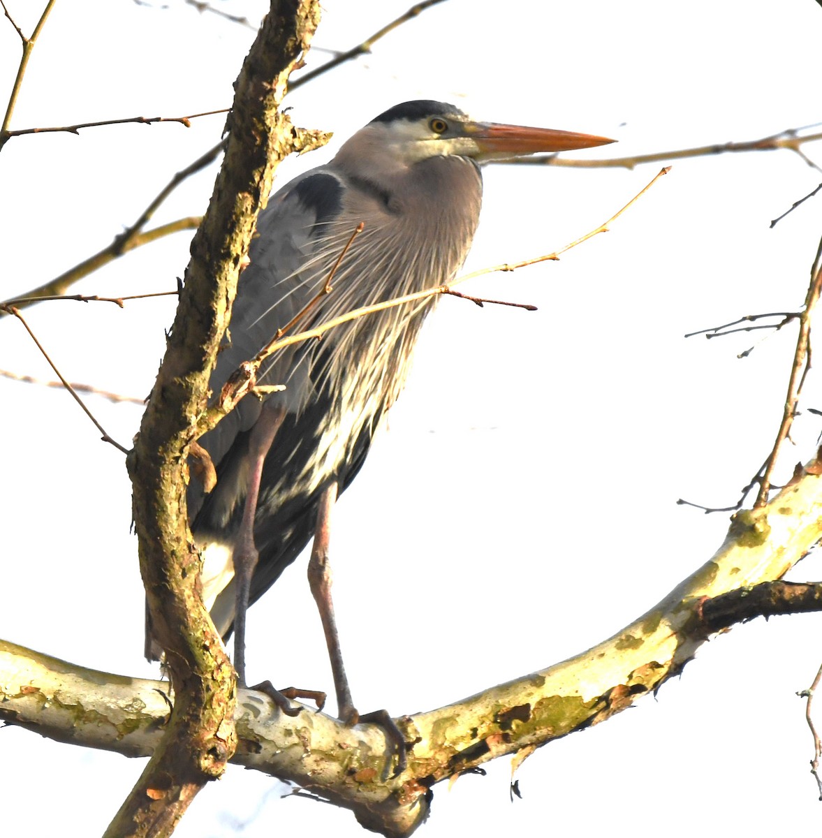 Great Blue Heron - ML616924018