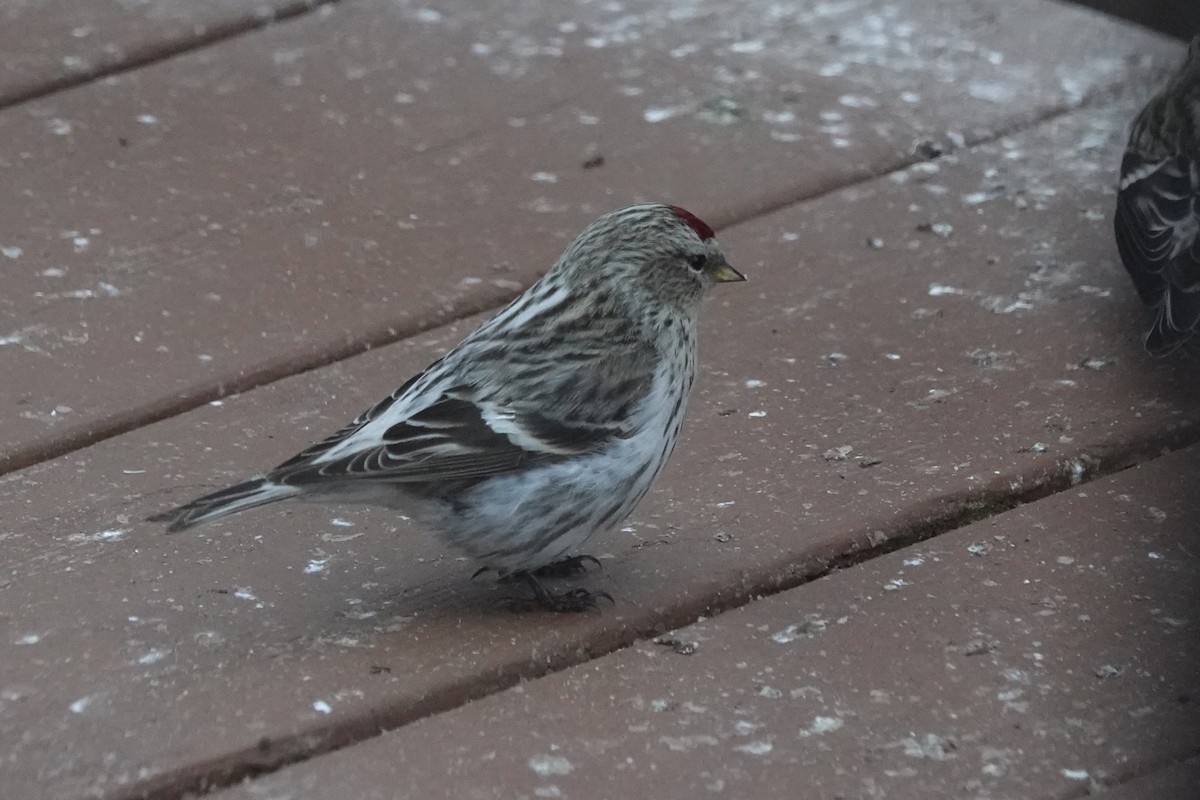 Hoary Redpoll - Terry Doyle