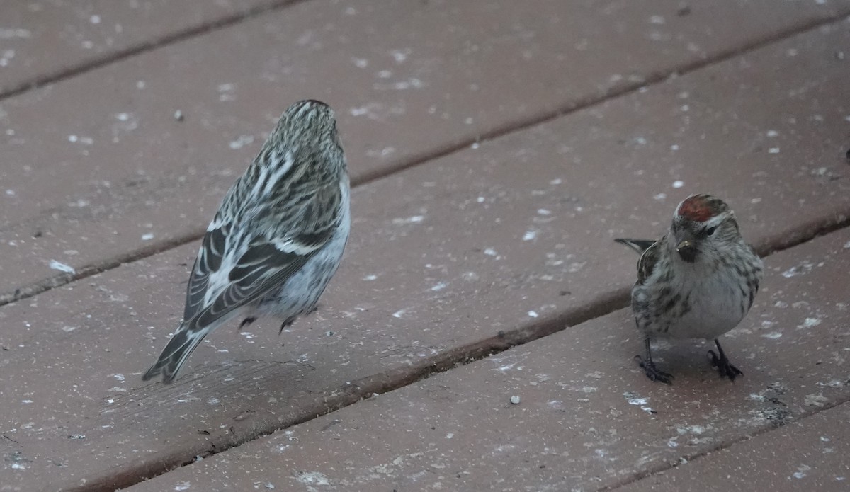 Hoary Redpoll - Terry Doyle