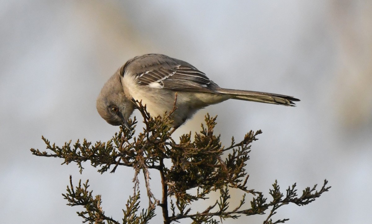 Northern Mockingbird - ML616924067