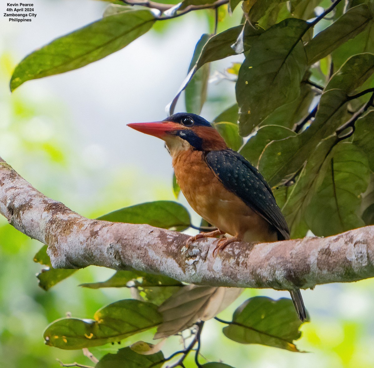 Blue-capped Kingfisher - ML616924068