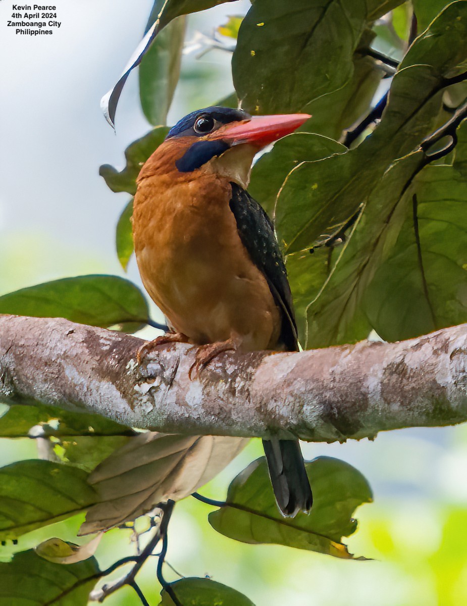 Blue-capped Kingfisher - ML616924070