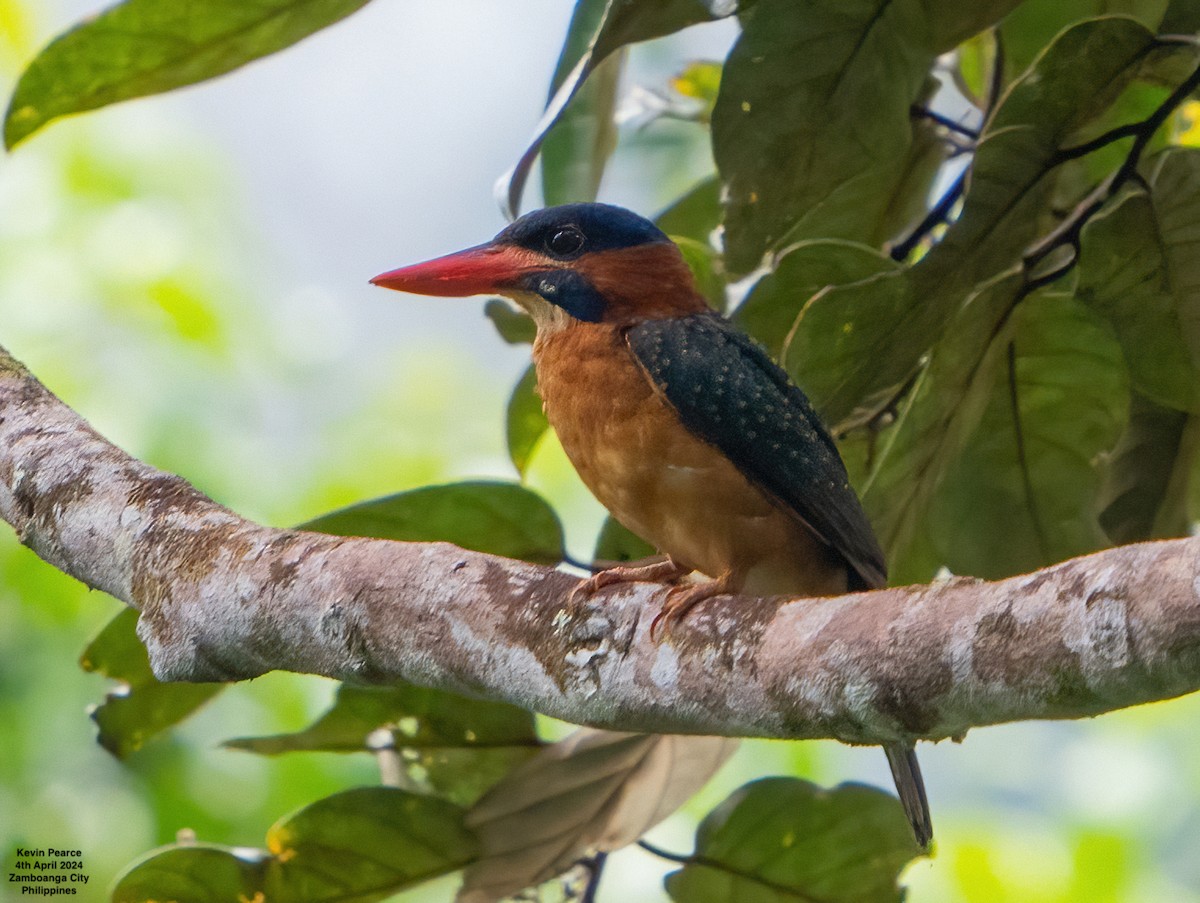 Blue-capped Kingfisher - ML616924071