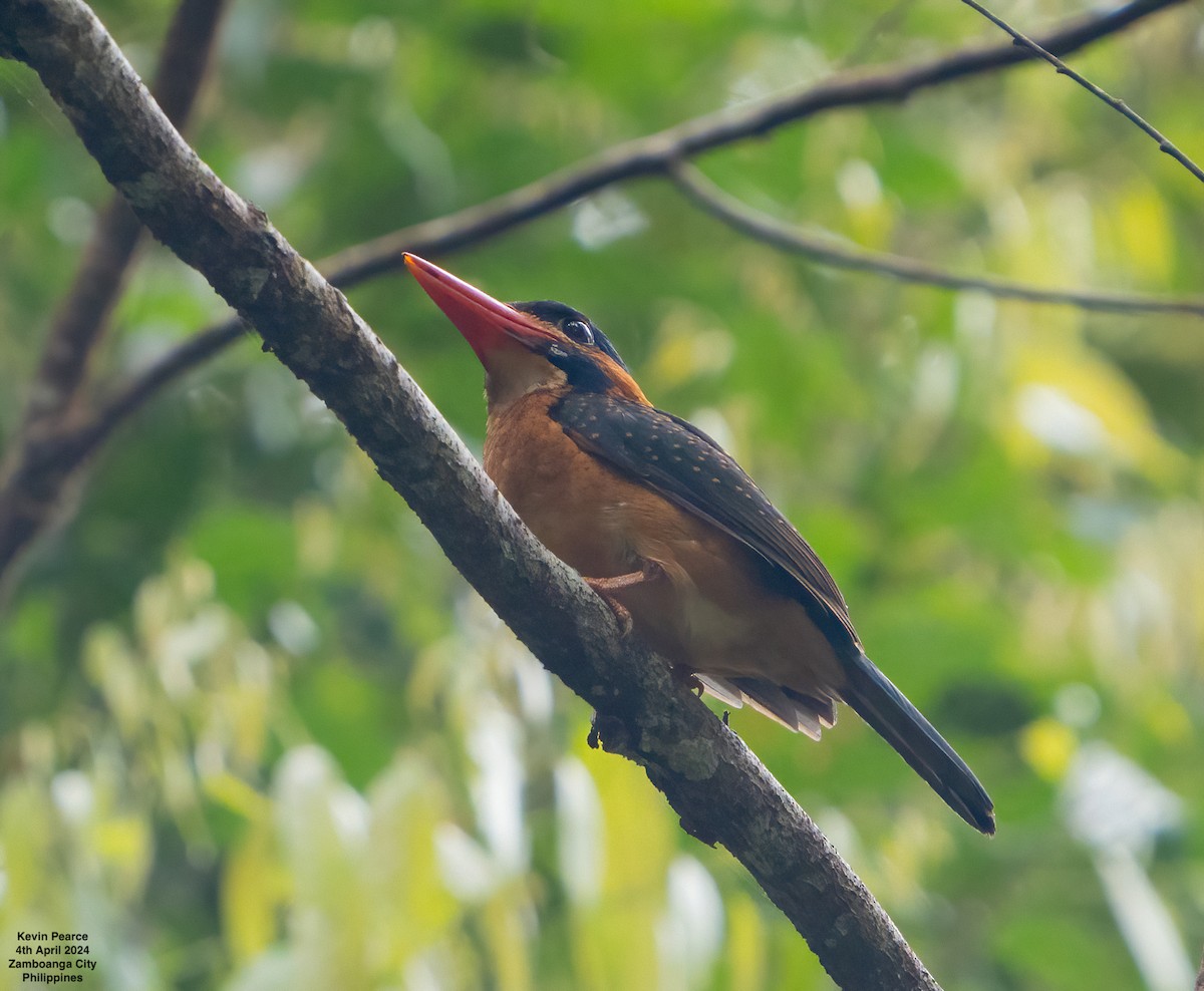 Blue-capped Kingfisher - ML616924072