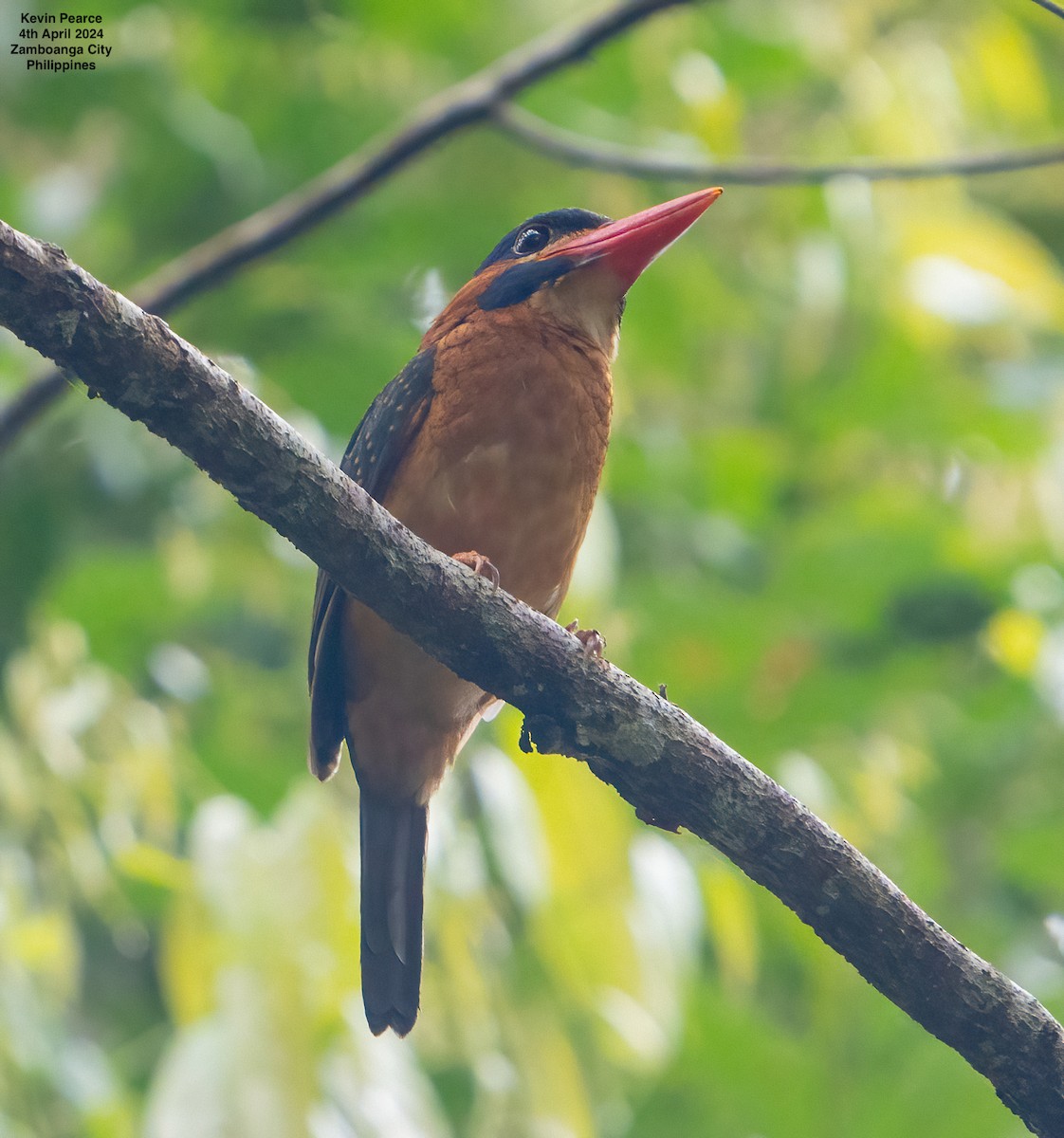 Blue-capped Kingfisher - ML616924073