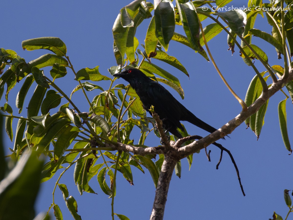 Metallic Starling - Christophe Gouraud