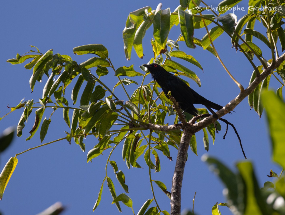 Metallic Starling - Christophe Gouraud