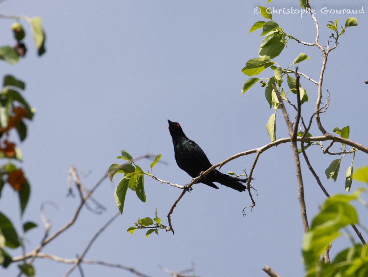 Metallic Starling - Christophe Gouraud