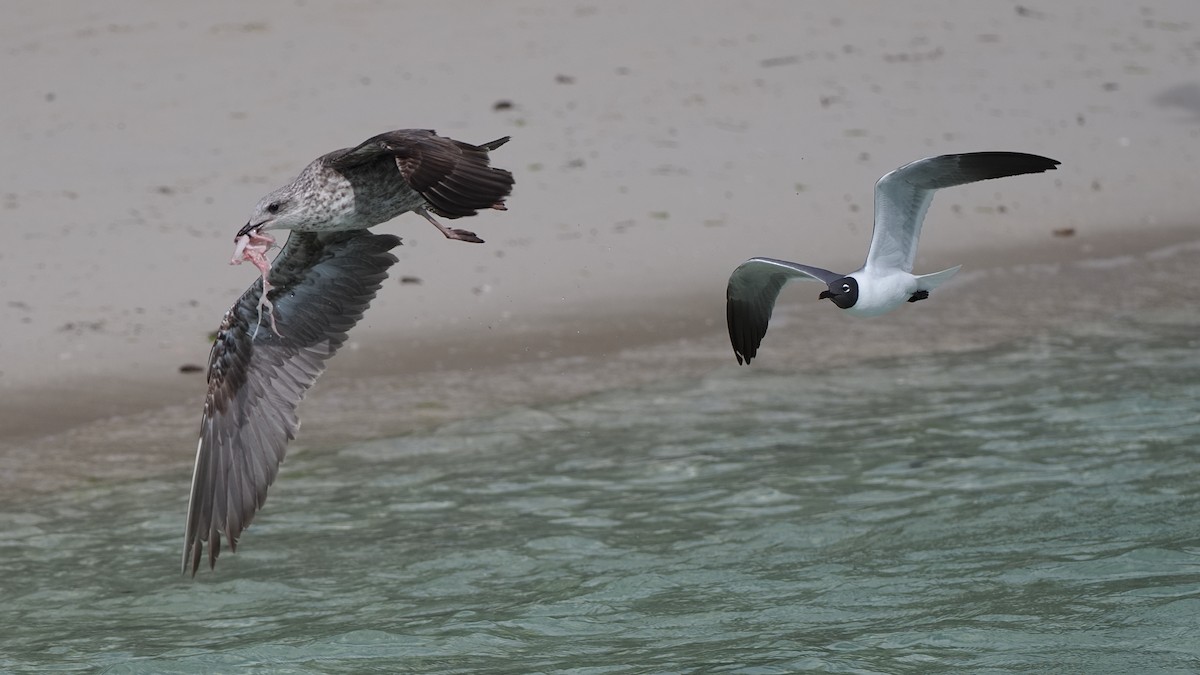 Lesser Black-backed Gull - ML616924085