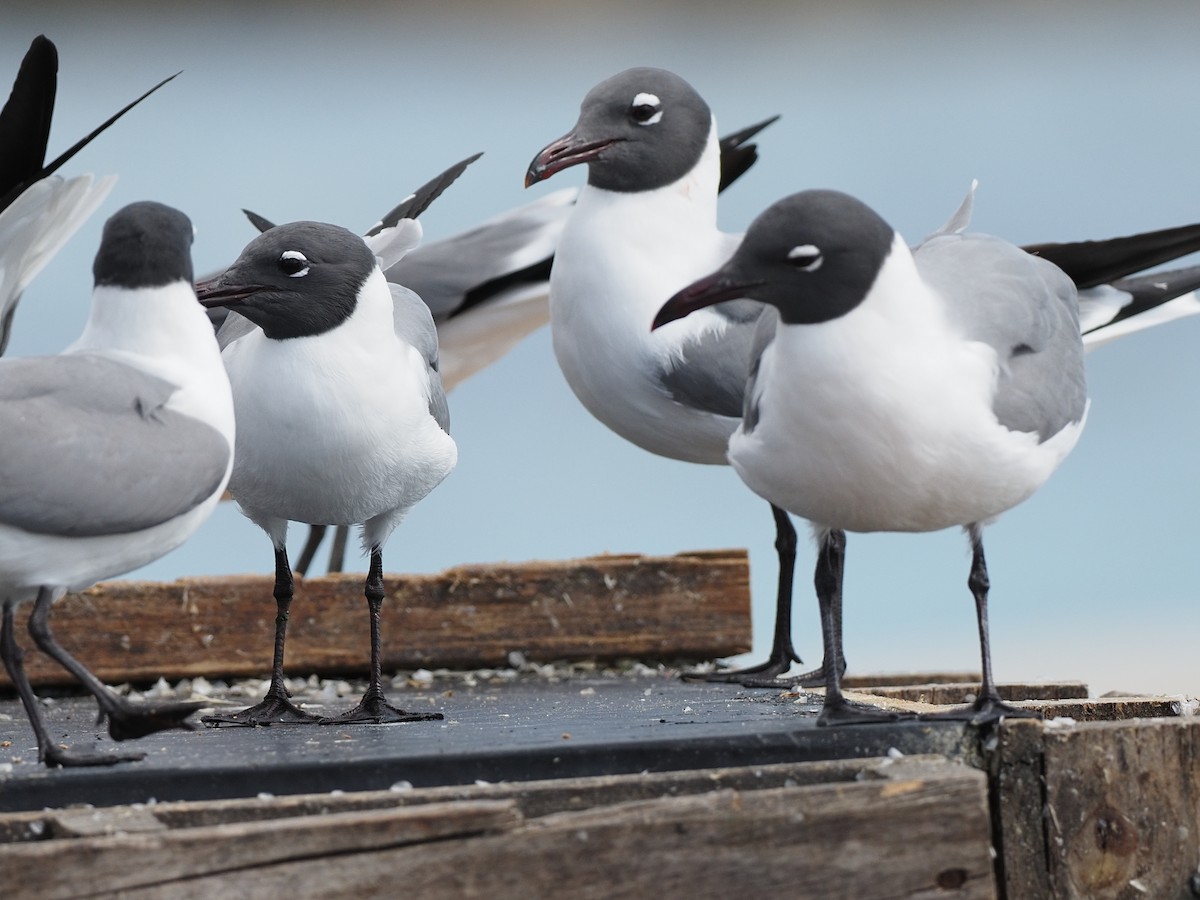 Mouette atricille - ML616924122