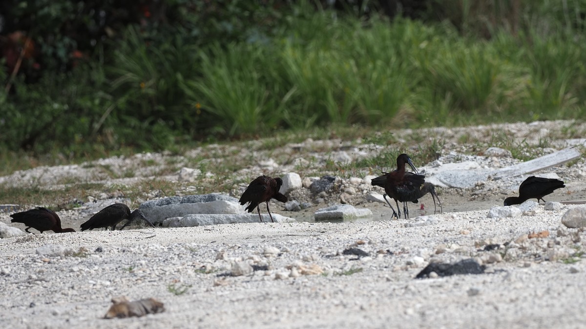 Glossy Ibis - ML616924126