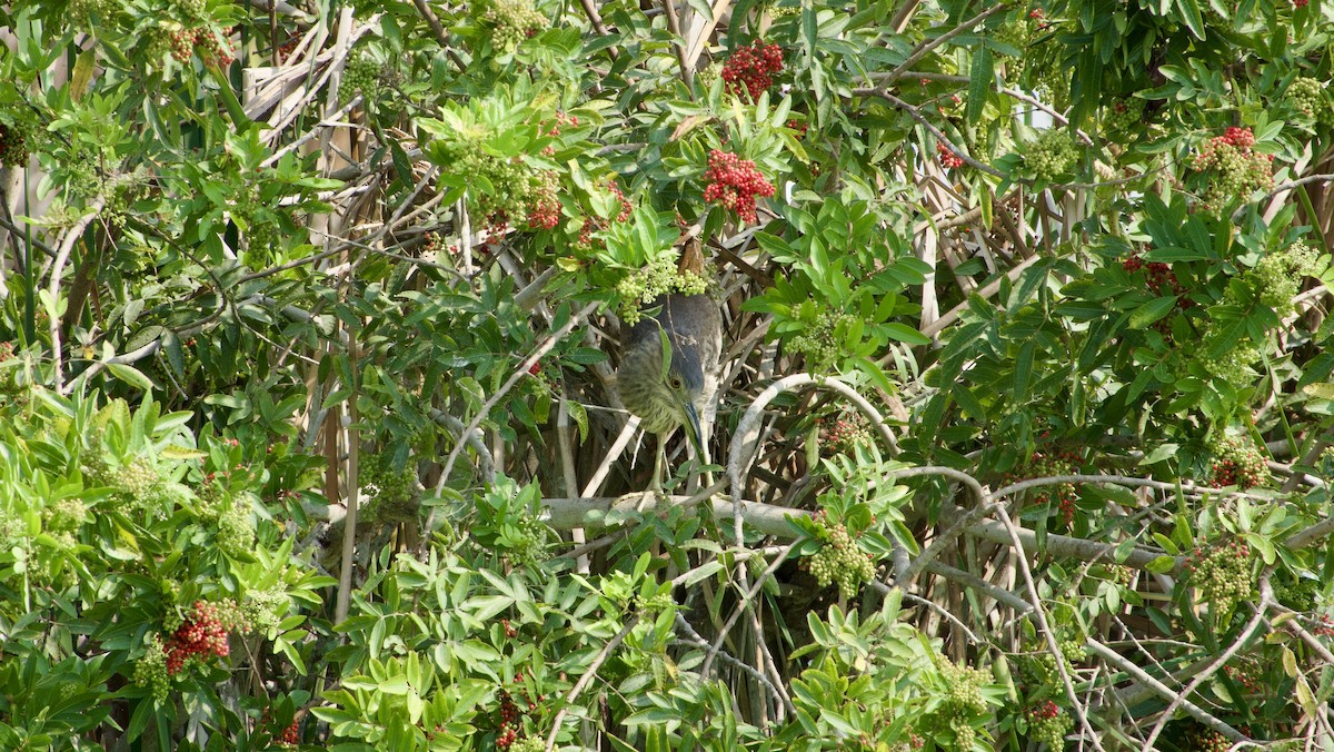Black-crowned Night Heron - ML616924133