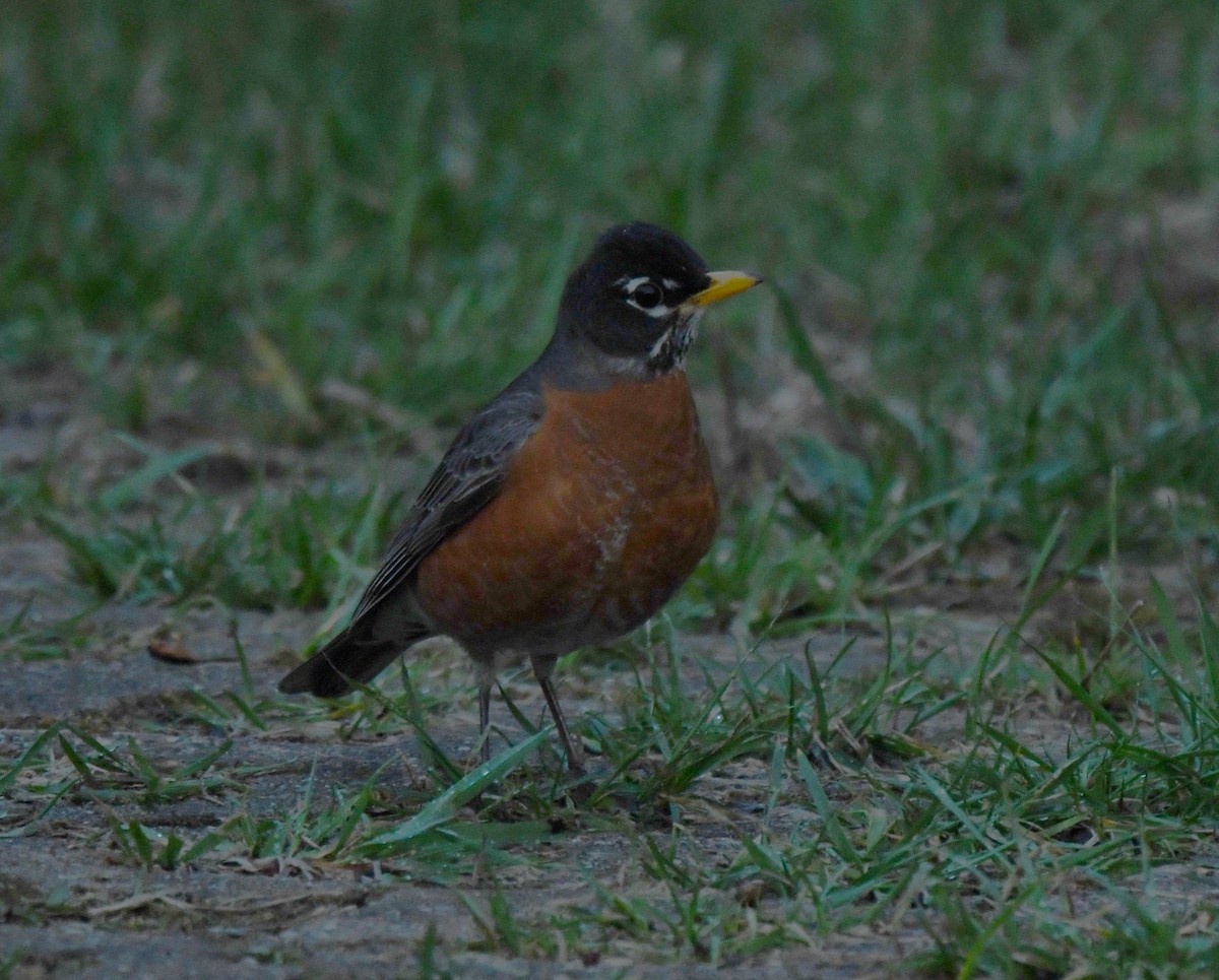 American Robin - ML616924152