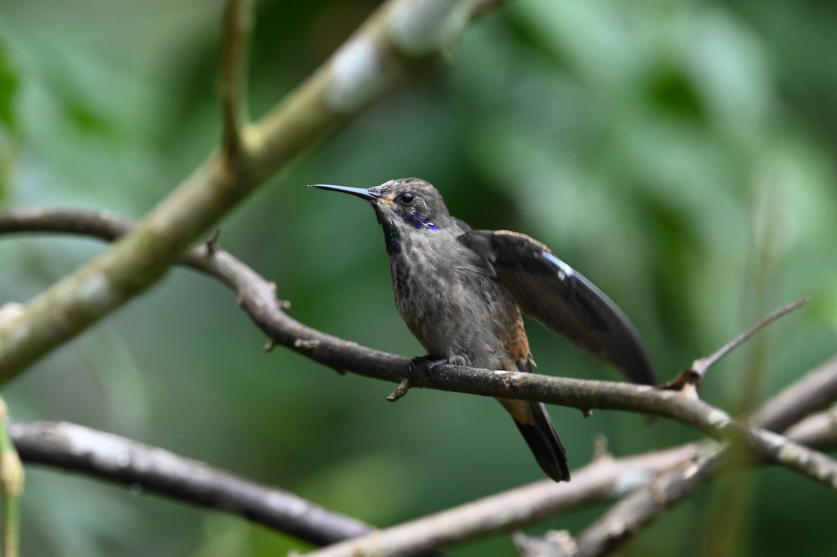 Brown Violetear - Dan O'Brien