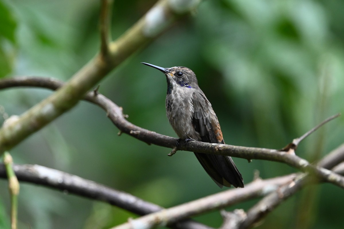 Colibrí Pardo - ML616924190