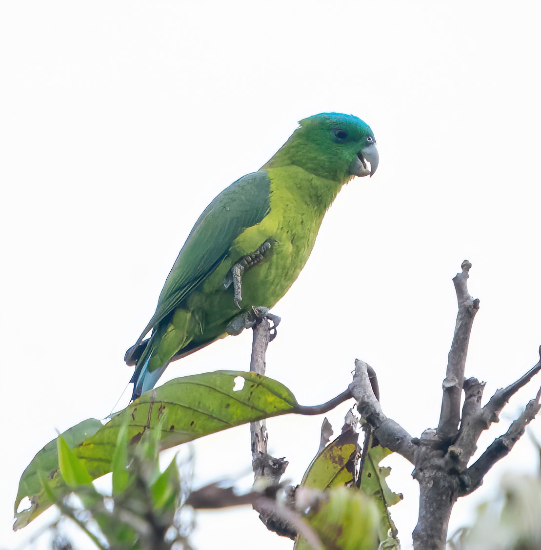 Blue-crowned Racquet-tail - ML616924193