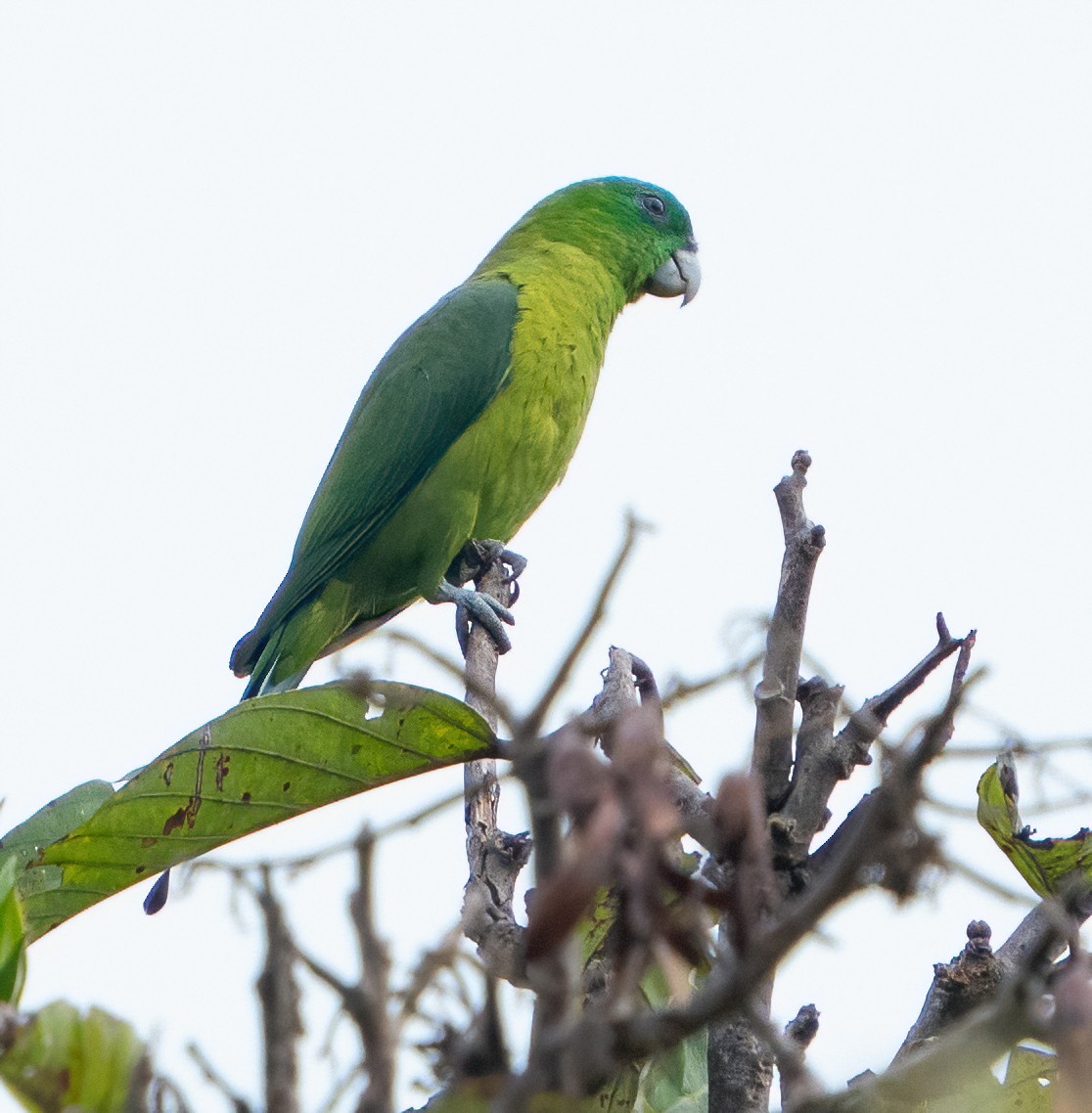 Blue-crowned Racquet-tail - ML616924194
