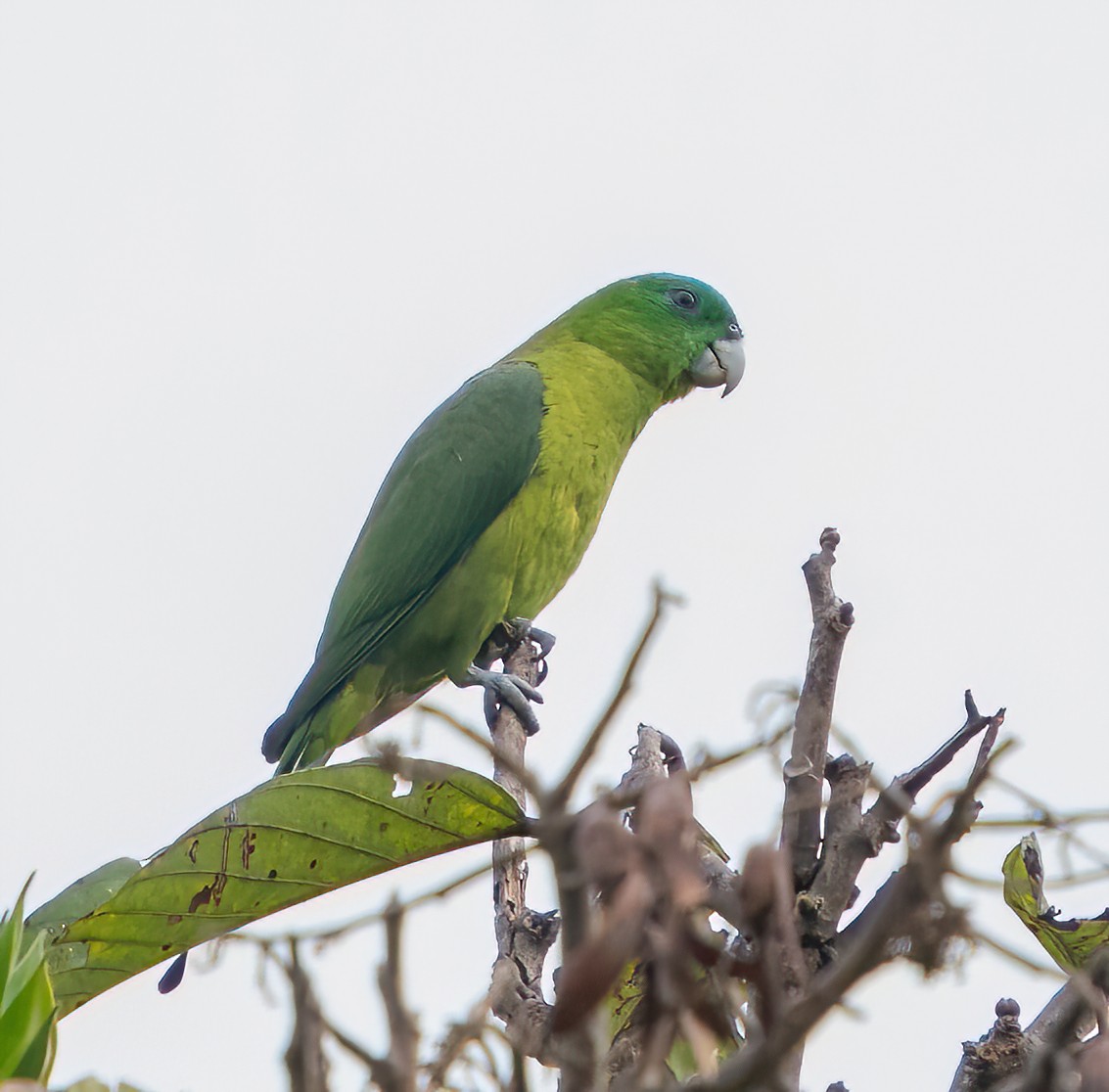 Blue-crowned Racquet-tail - ML616924196